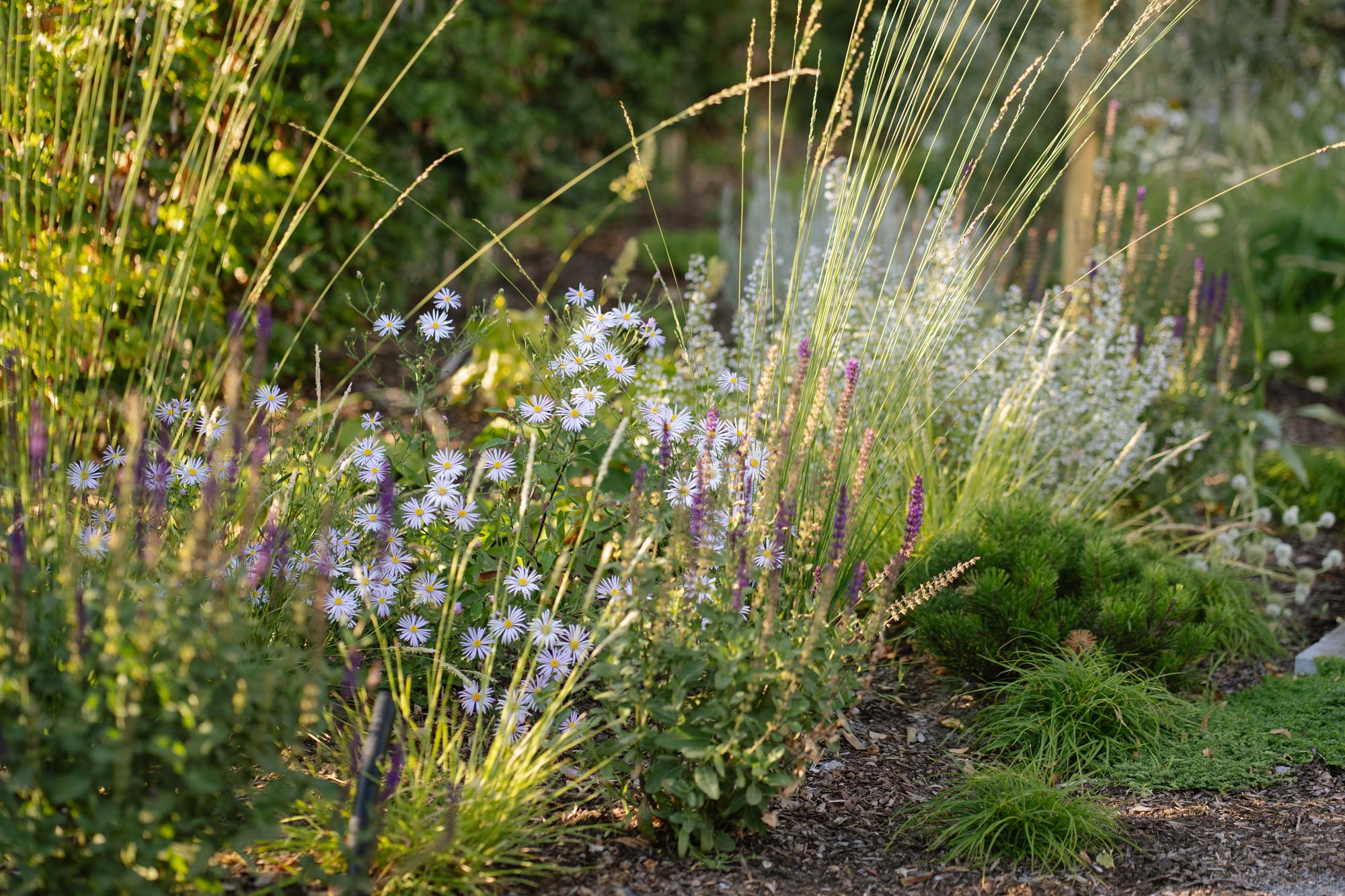 Homann Landschaften Garten- und Landschaftsarchitektur staudenpflanzung aster lutetia salvia caradonna bepflanzung modern gras