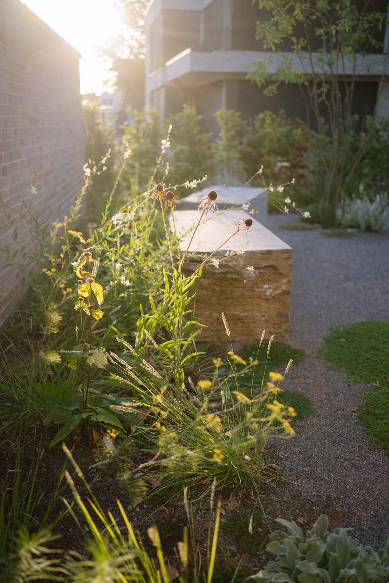 Homann Landschaften Garten- und Landschaftsarchitektur sesleria echinacea gaura staudenpflanzung bepflanzungsplanung sitzplatz