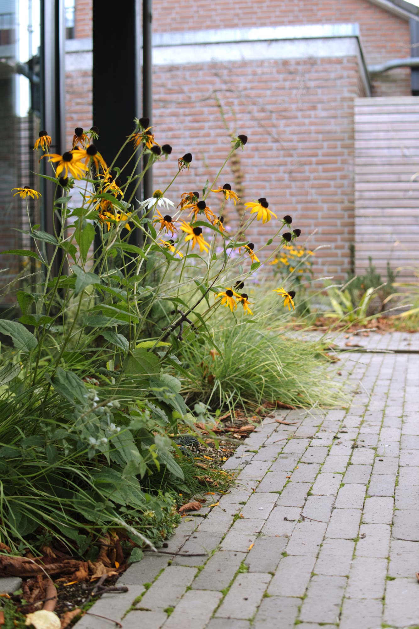Homann-Landschaften-Garten--und-Landschaftsarchitektur-klinker-riemchen-bepflanzungsplanung-blueten-rudbeckia