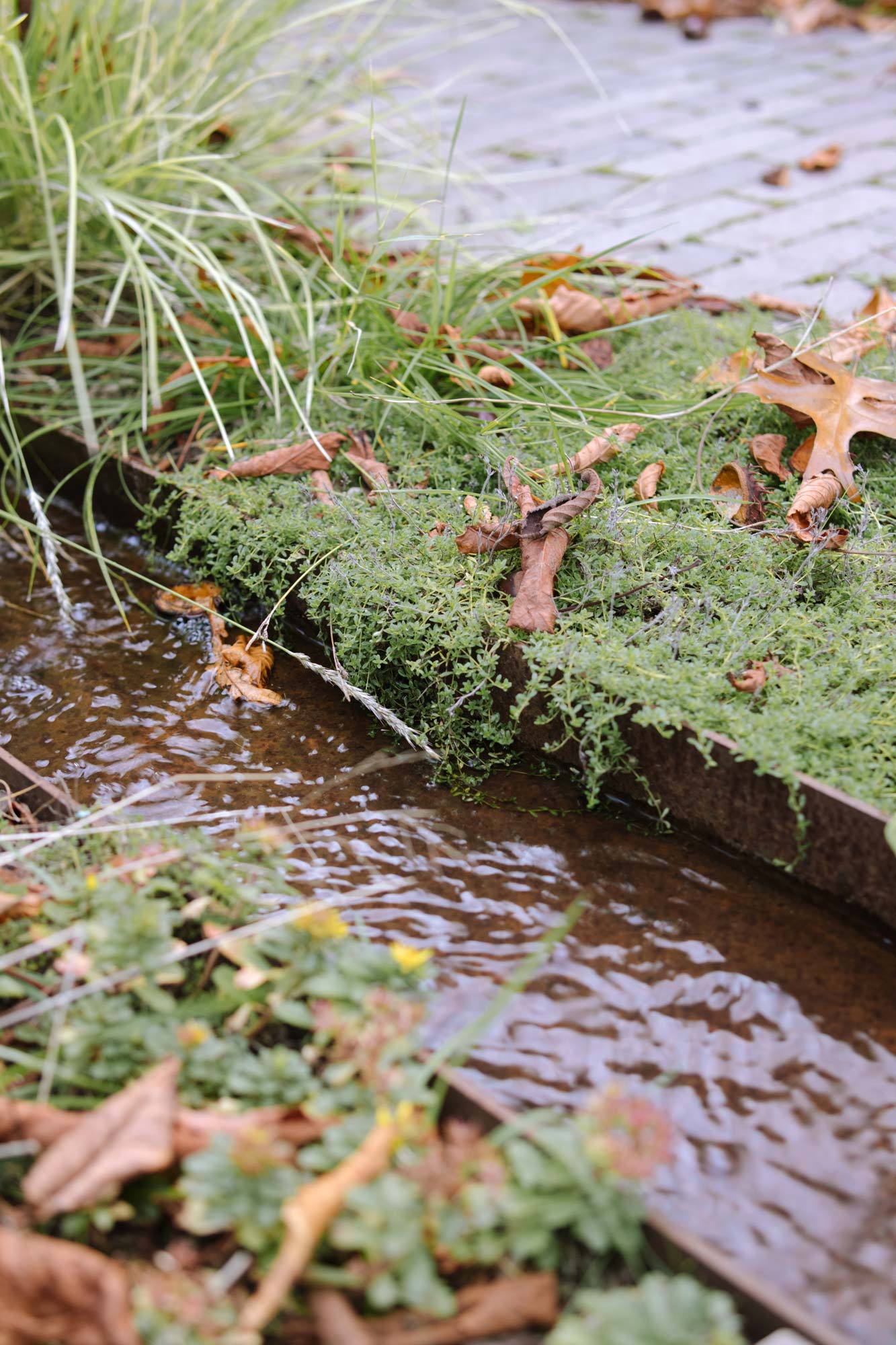 Homann-Landschaften-Garten--und-Landschaftsarchitektur-023-stahl-wasserspiel-rinne-thymus