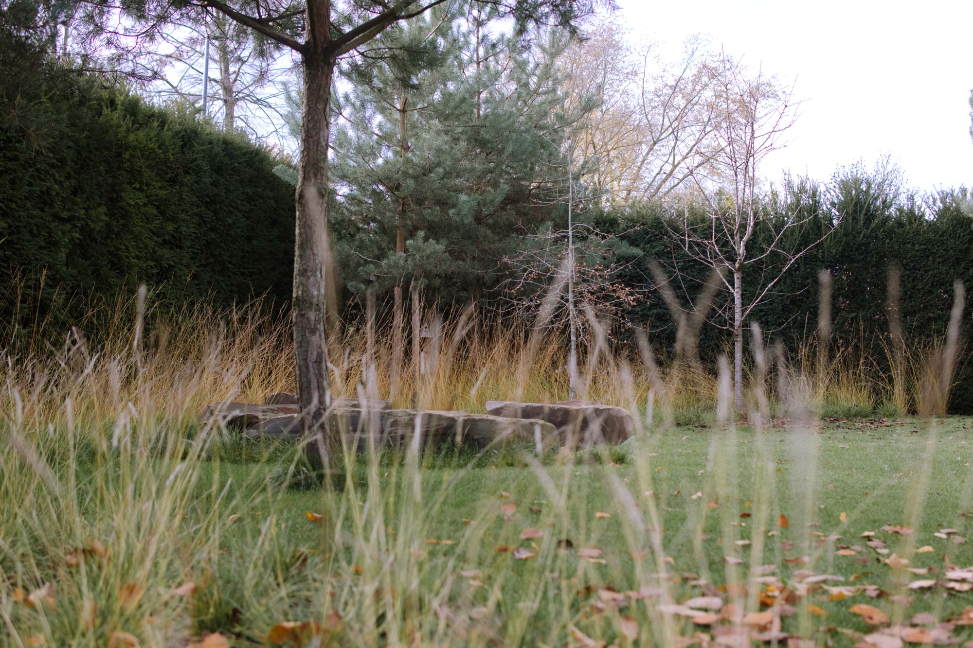 Homann Landschaften Garten- und Landschaftsarchitektur taxus hecke pinus sesleria herbstfaerbung molinia nataralistic landschaft