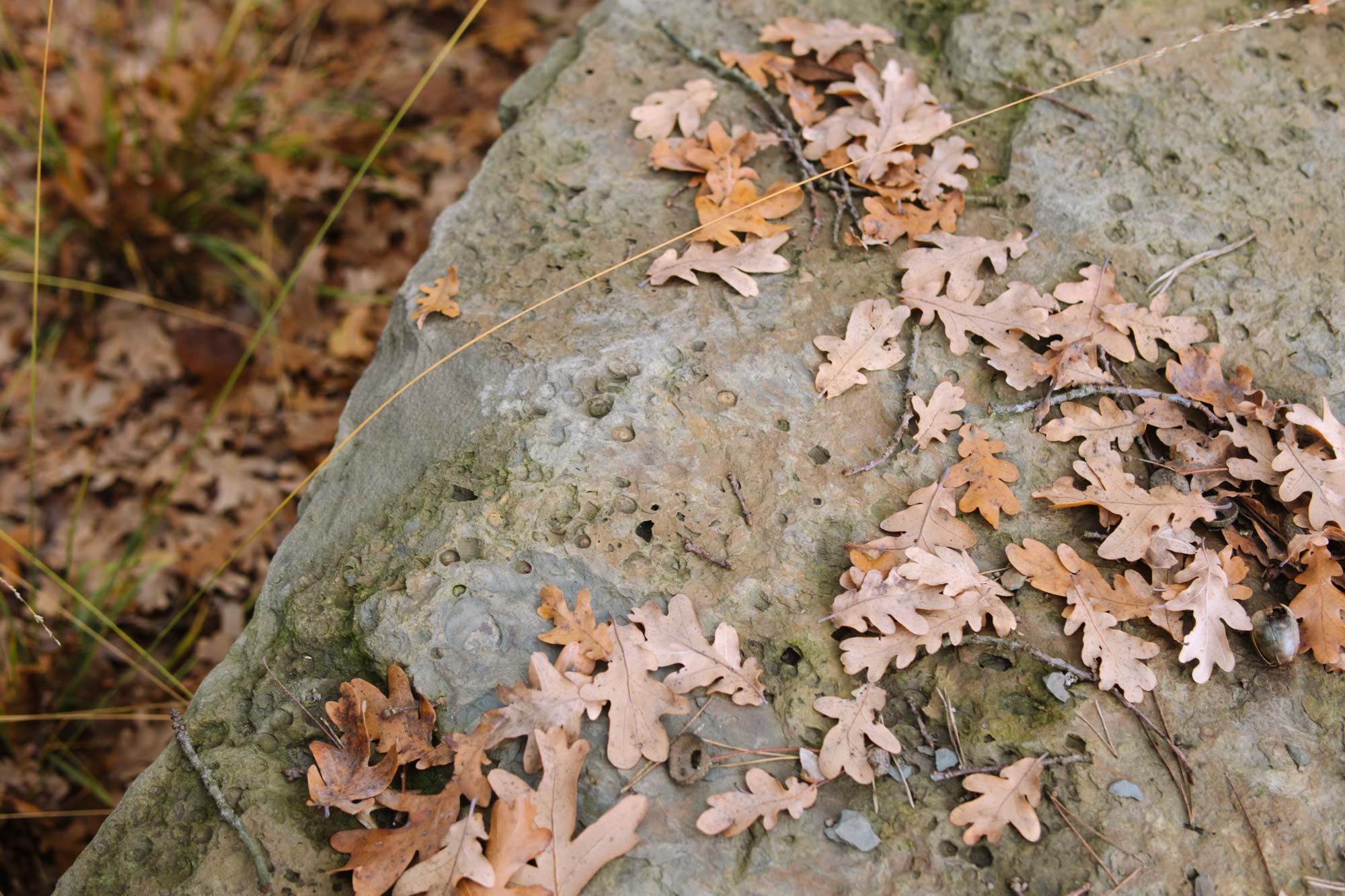 Homann Landschaften Garten  und Landschaftsarchitektur 056 naturstein grauwacke herbst laub eiche