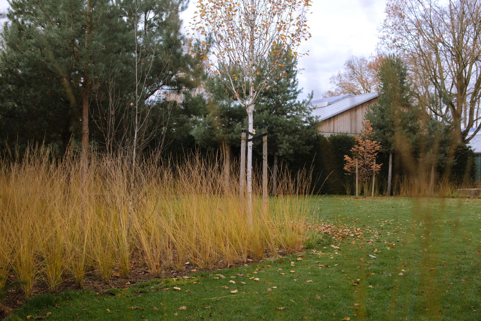 Homann Landschaften Garten  und Landschaftsarchitektur 057 molinia herbstfaerbung naturalistic planting design gartengestaltung