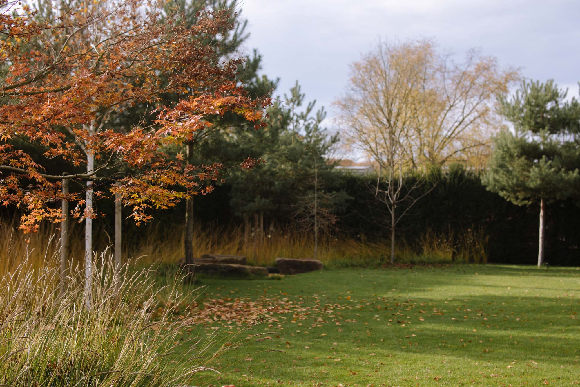 Homann Landschaften Garten- und Landschaftsarchitektur 081 herbstfarben molinia sesleria graeser garten birke taxus hecke