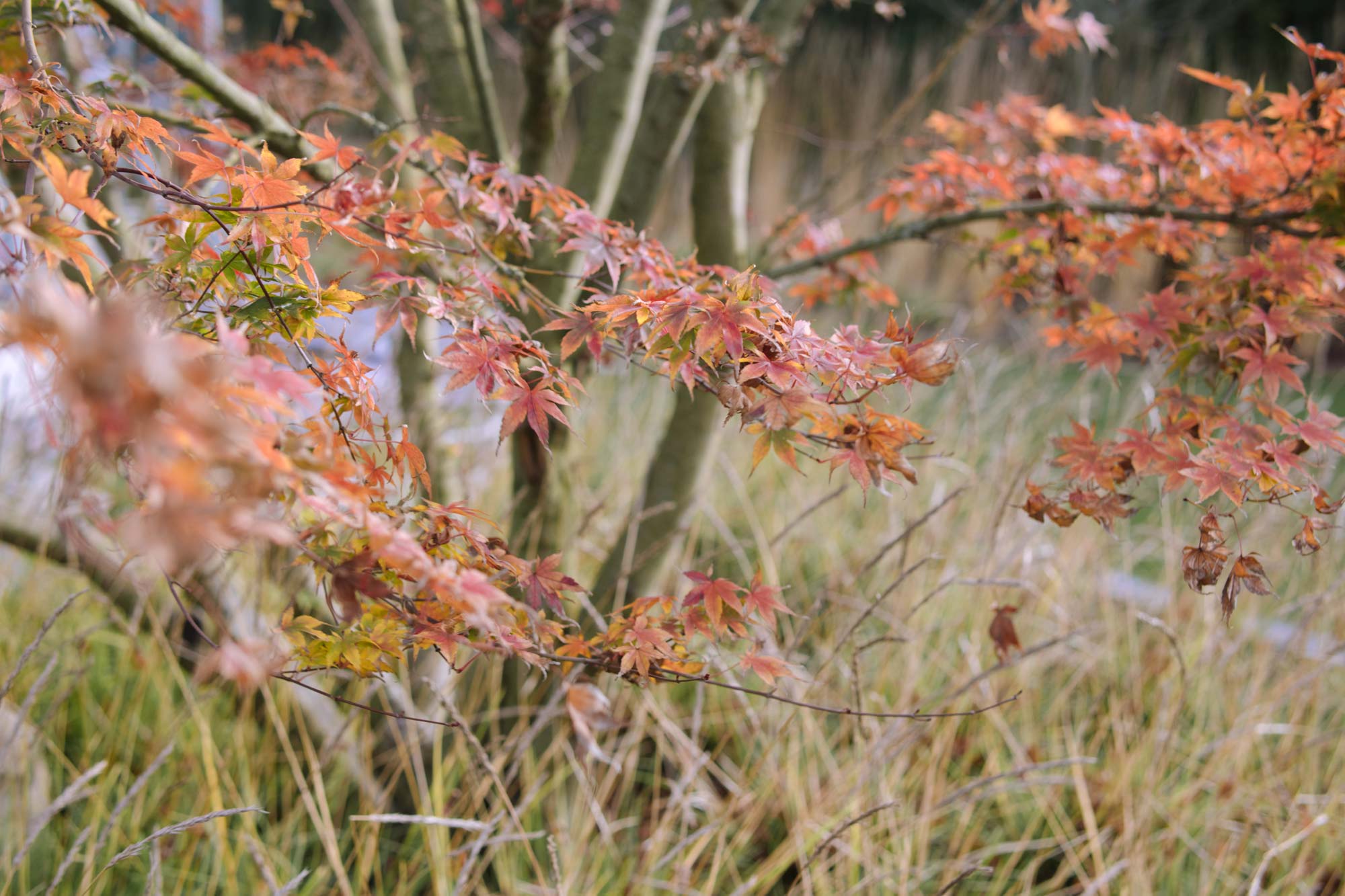 Homann Landschaften Garten- und Landschaftsarchitektur acer palmatum herbst sesleria hochbeet