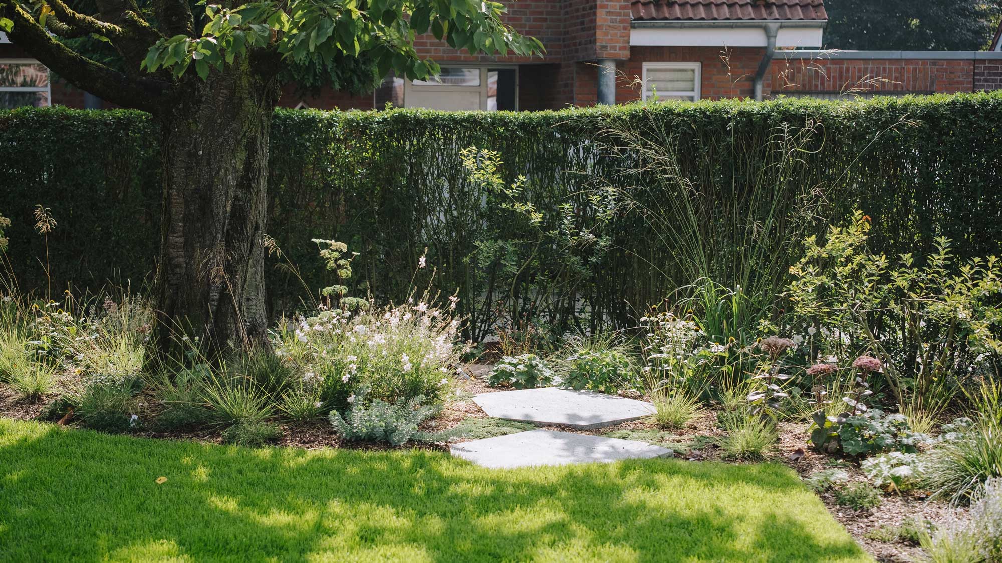 Homann-Landschaften-Garten--und-Landschaftsarchitektur-kirschbaum-trittplatte-unterpflanzung-mischpflanzung-planting-design-sedum-matrona-sesleria-stipa-gigantea-euphorbia