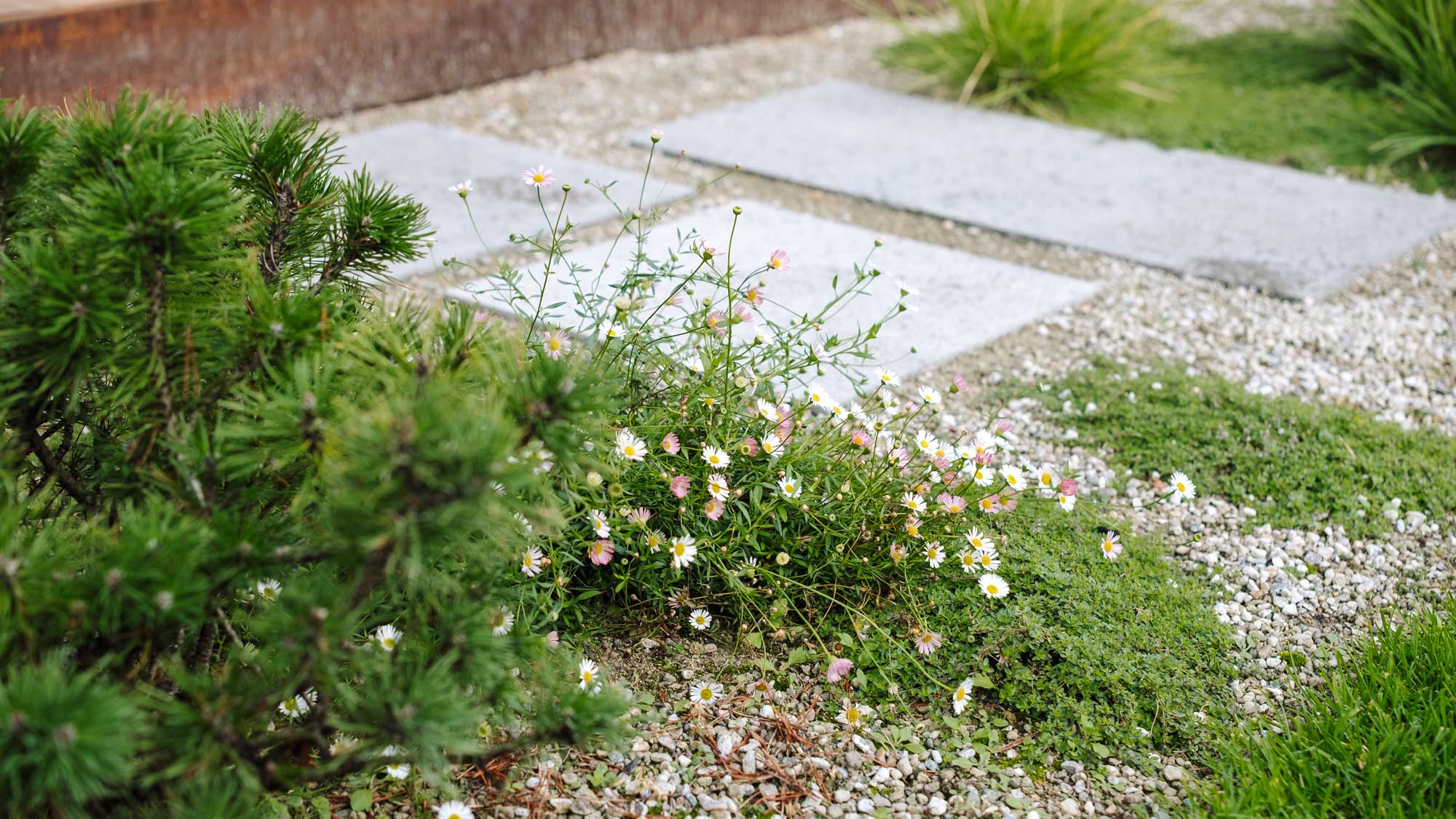 Homann-Landschaften-Garten--und-Landschaftsarchitektur-wegedecke-kraeute-pinus-mugo-erigeron-thymus