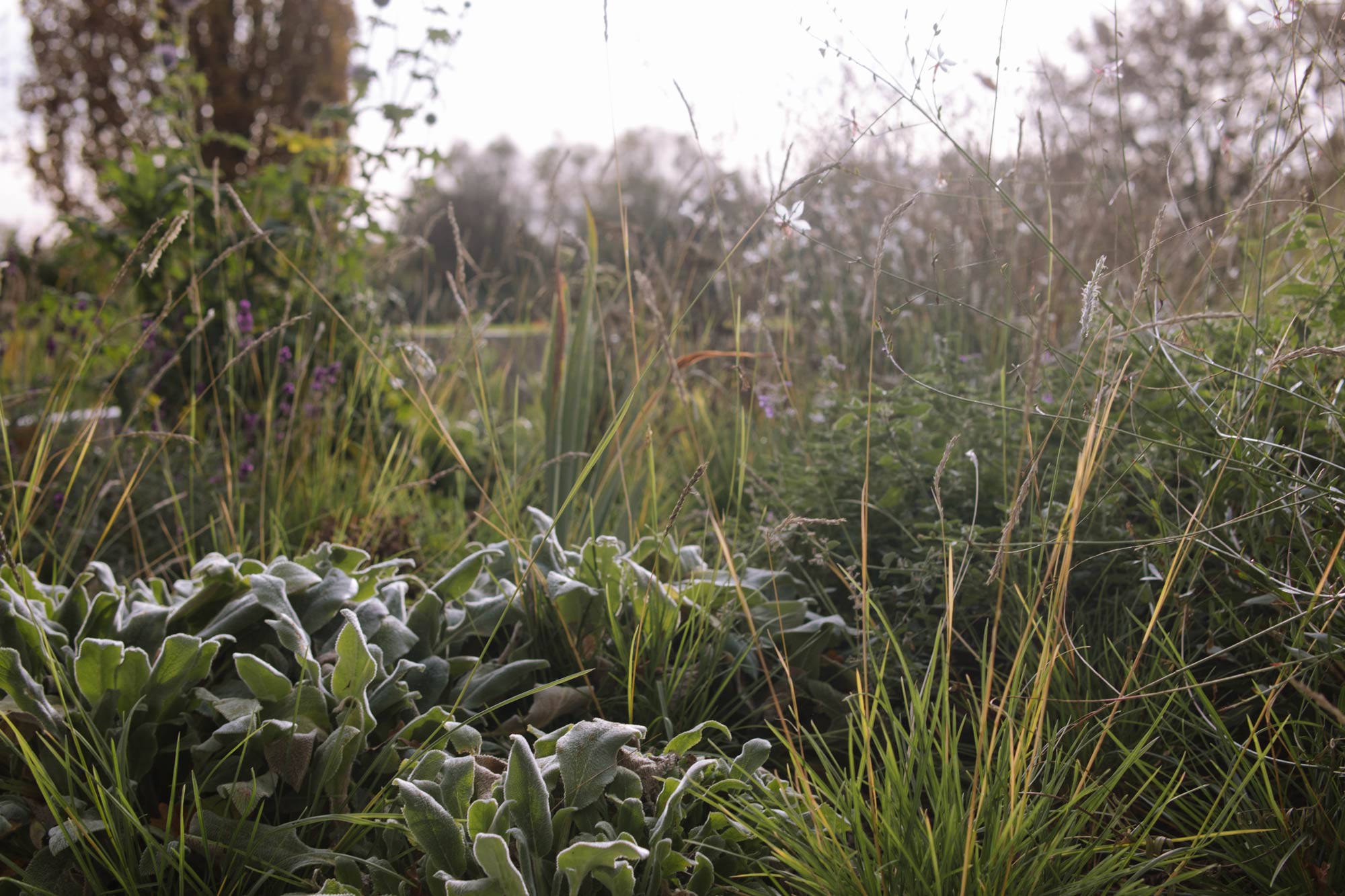 Homann-Landschaften-Garten--und-Landschaftsarchitektur-staudenpflanzung-stachys-sesleria-salvia-bepflanzungsplanung
