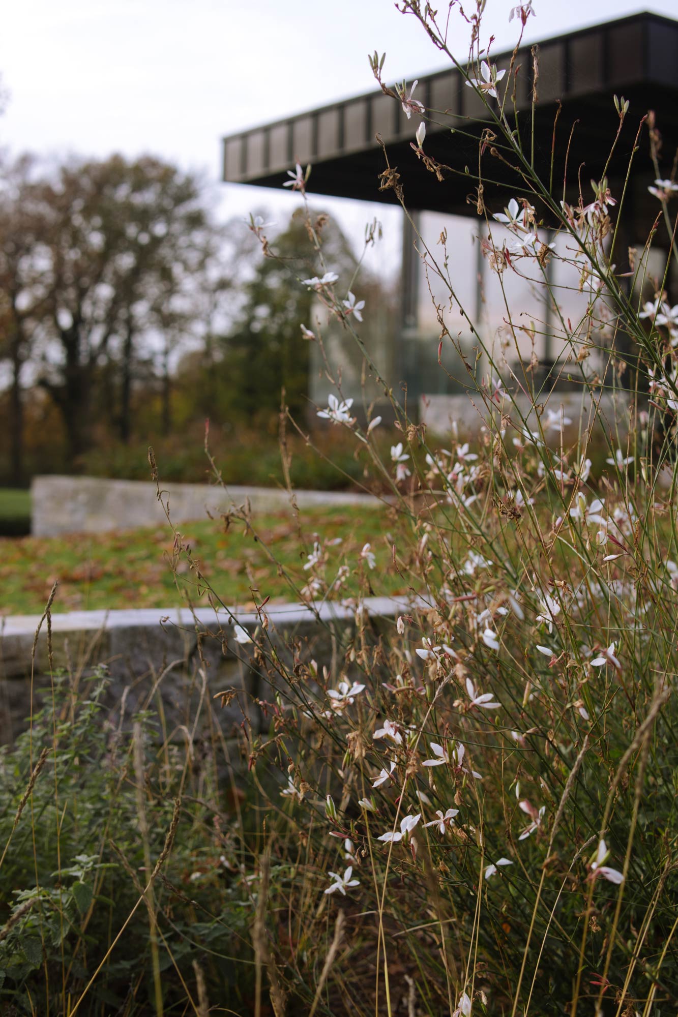 Homann-Landschaften-Garten--und-Landschaftsarchitektur-gaura-bluetenaspekte-weiss-plattform