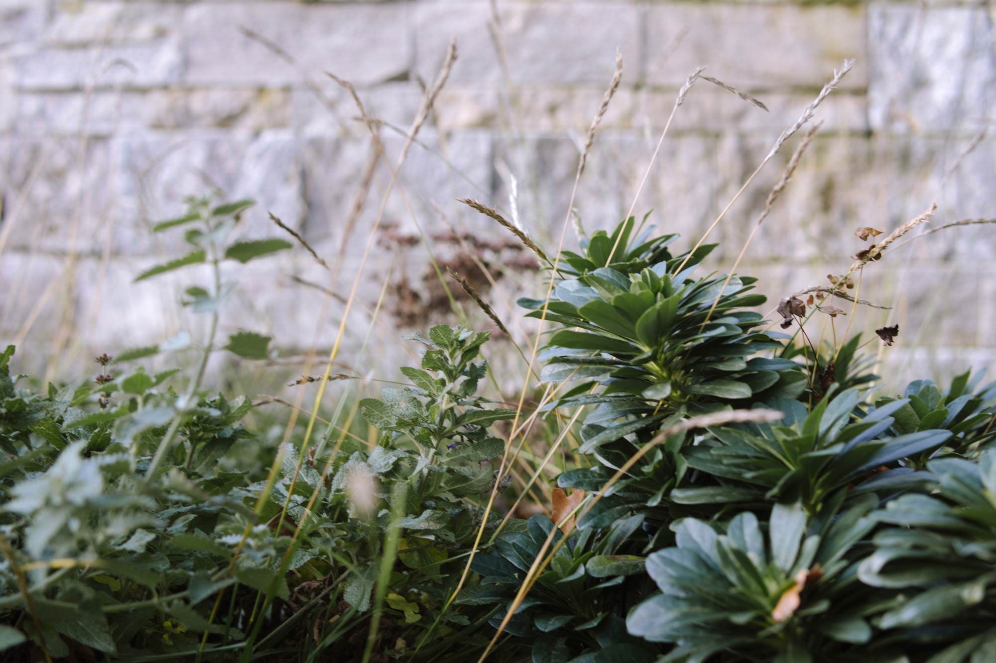 Homann Landschaften Garten- und Landschaftsarchitektur stauden bepflanzung kombination naturstein euphorbia sesleria sedum