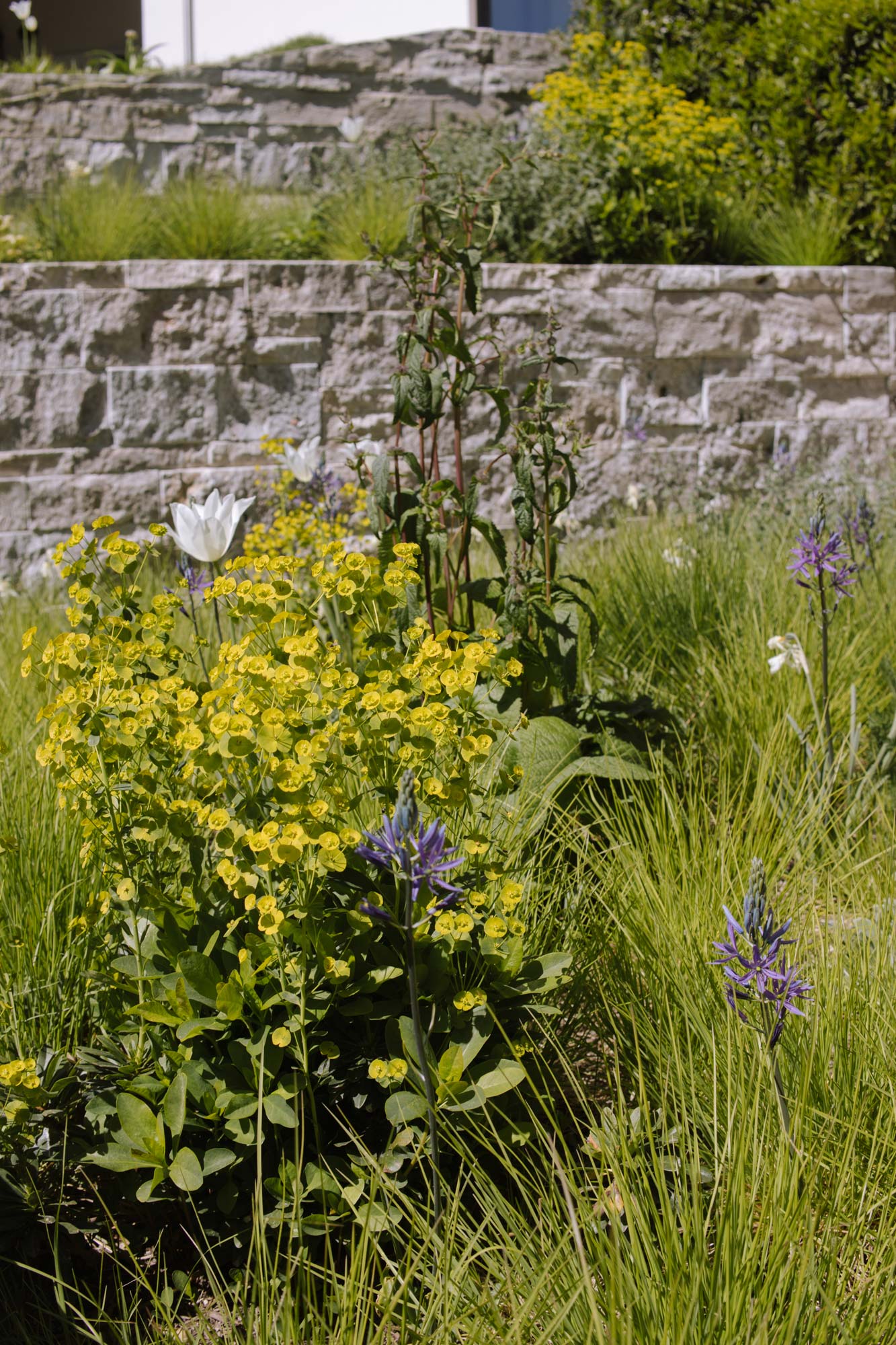 Homann-Landschaften-Garten--und-Landschaftsarchitektur-matrixplanting-sesleria-sedum-nepeta-tulipa-triumphator-phlomis