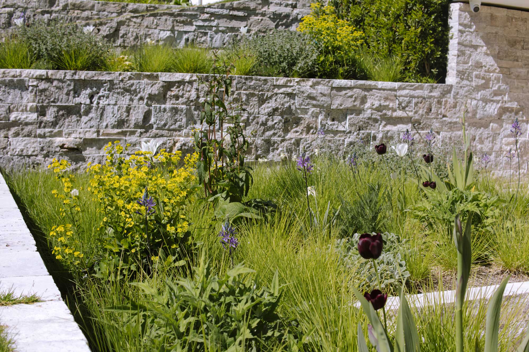 Homann-Landschaften-Garten--und-Landschaftsarchitektur-bepflanzungsplan-stauden-fruehling-tulipa-triumphator-queenofnight