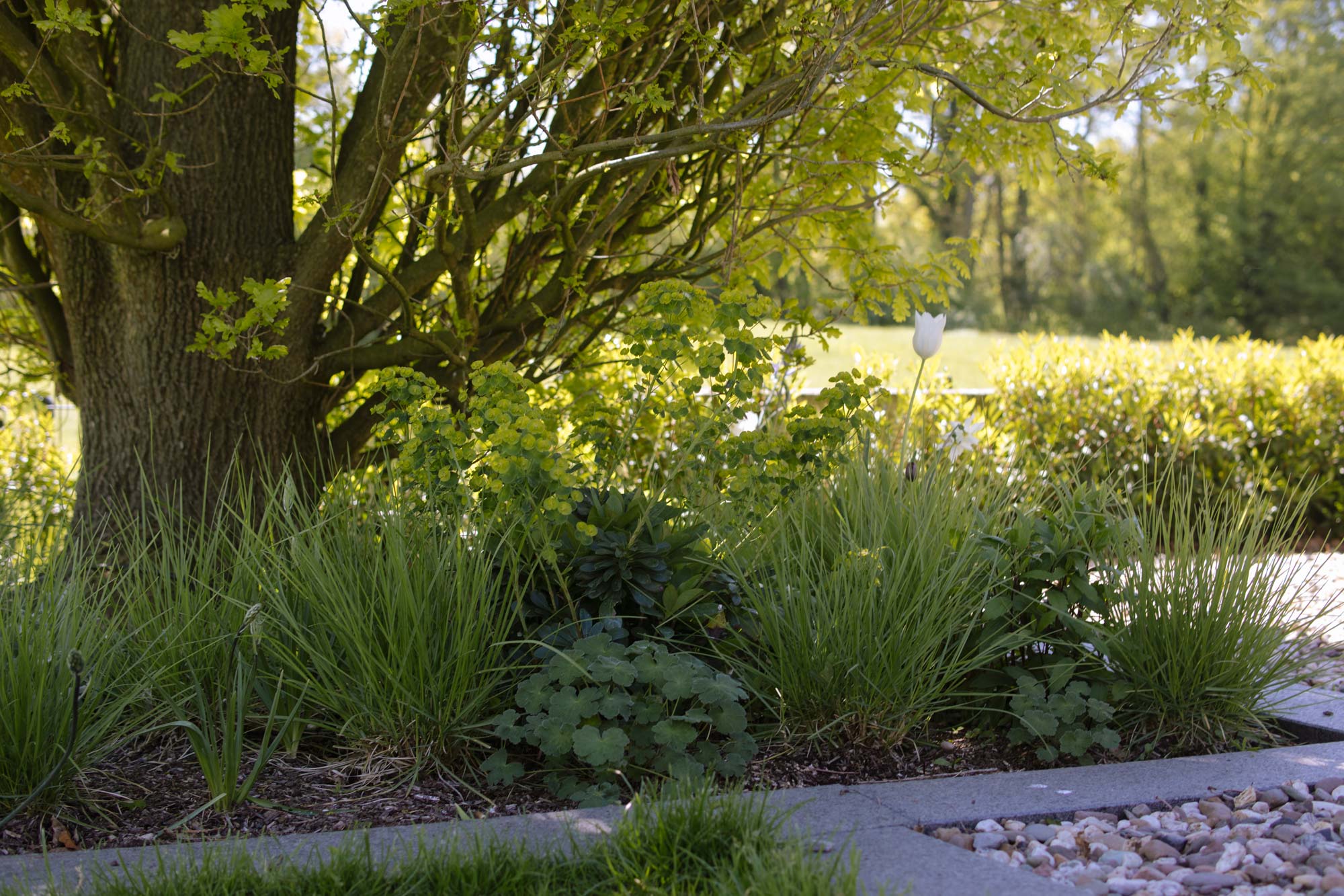 Homann-Landschaften-Garten--und-Landschaftsarchitektur-unterpflanzung-baum-sesleria-fruehling
