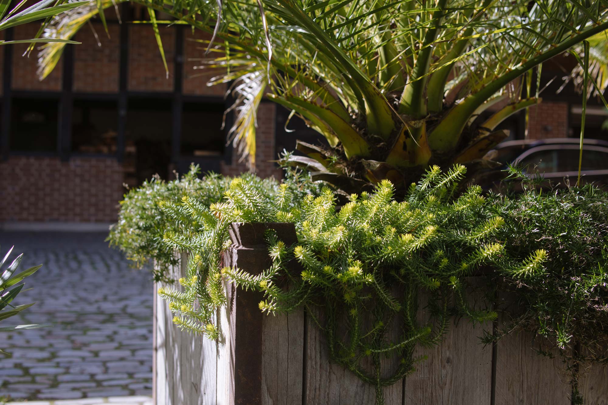 Homann-Landschaften-Garten--und-Landschaftsarchitektur-landschaftarchitektur-palme-bepflanzung-innenhof-muensterland-pflanztrog-sedum-reflexum
