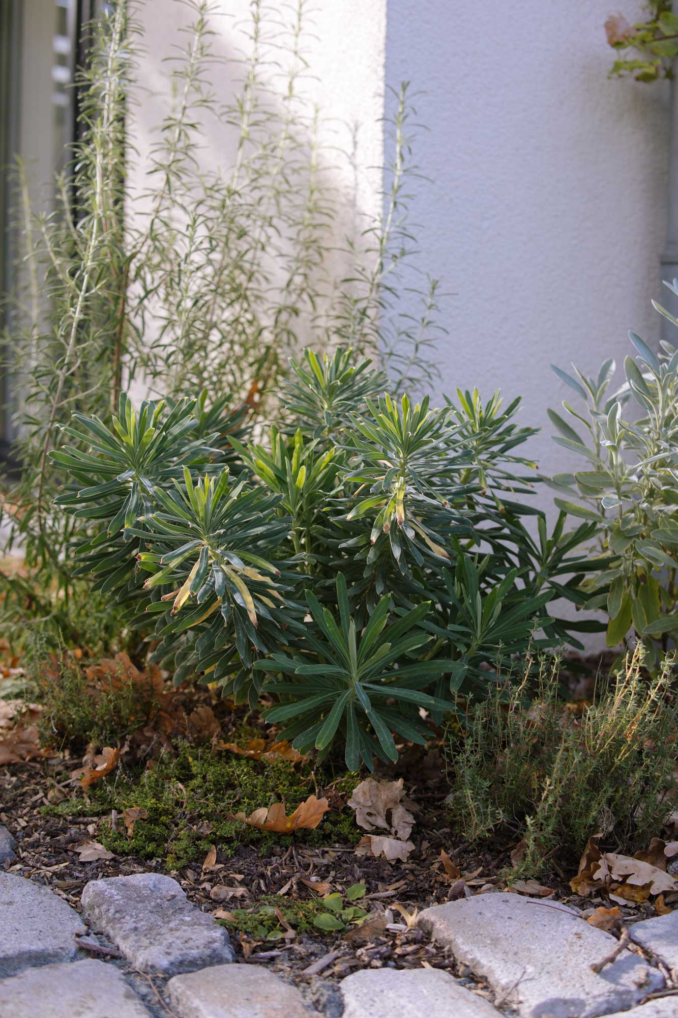 Homann-Landschaften-Garten--und-Landschaftsarchitektur-euphorbia-kraeuter-thymian-rosmarin