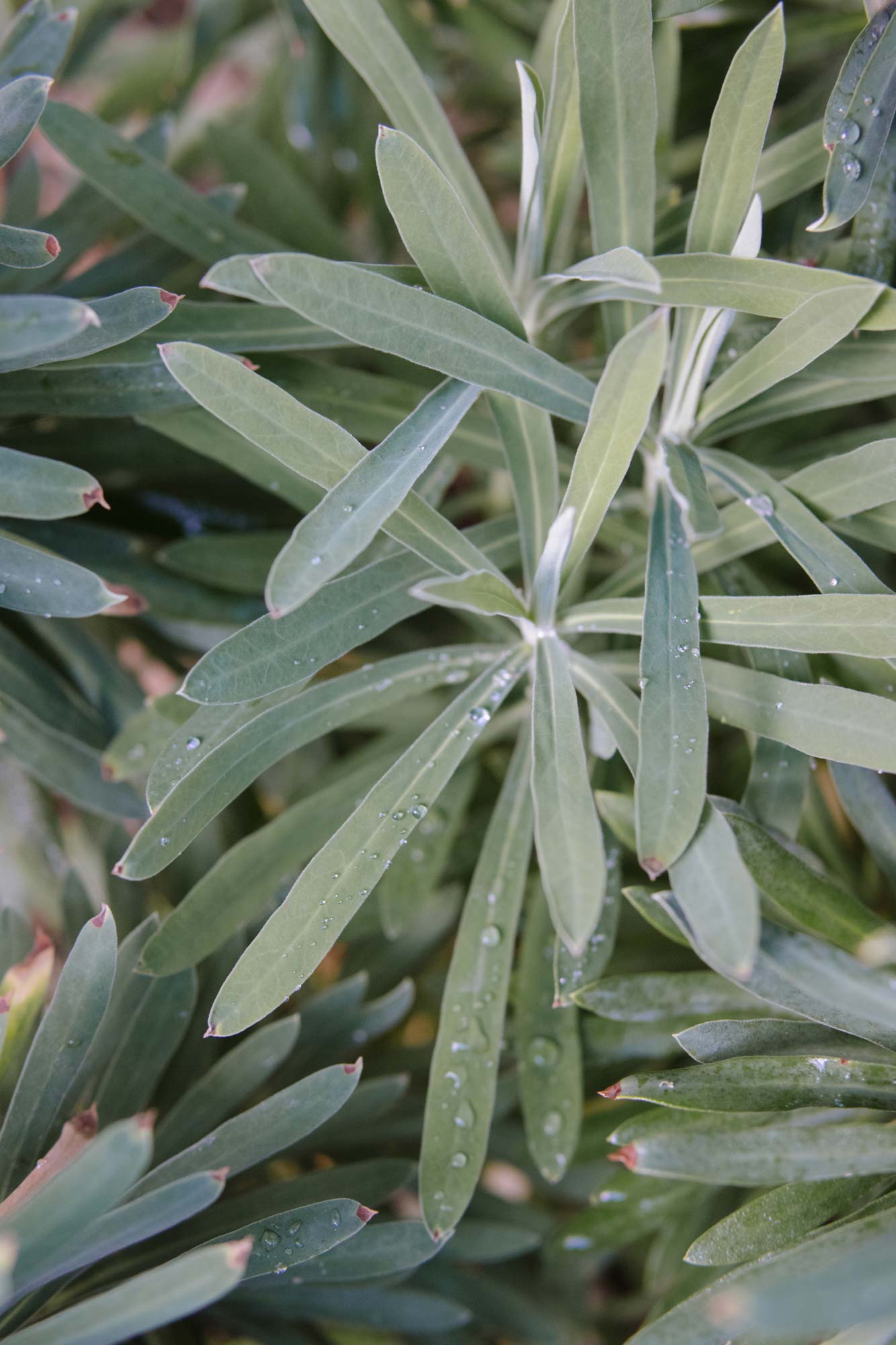 Homann-Landschaften-Garten--und-Landschaftsarchitektur-euphorbia-wulfenii-leaves-texture