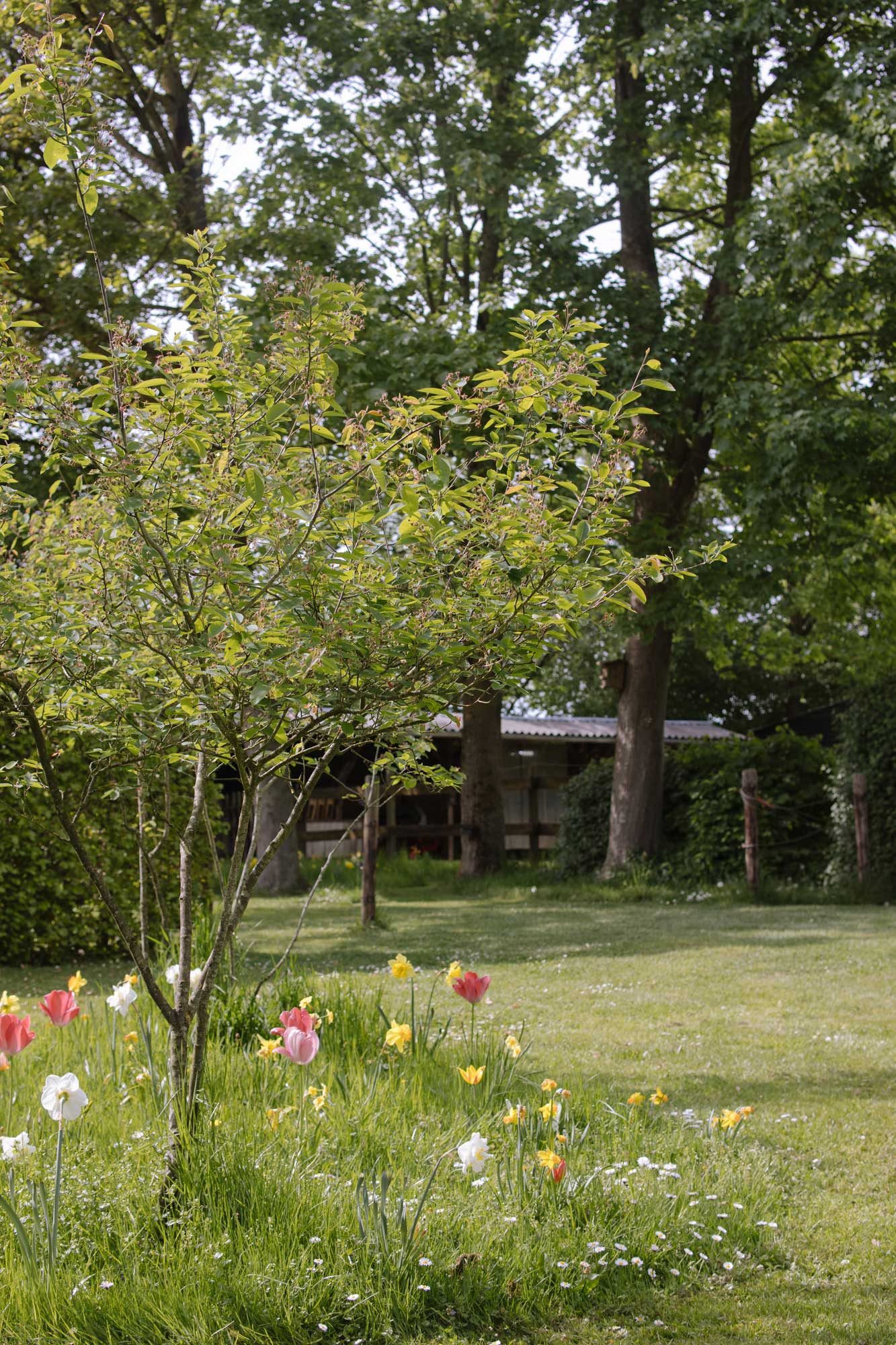 Homann Landschaften Garten  und Landschaftsarchitektur 203 wiese gartenplanung graeserfelder felsenbrirne multistem schirmform