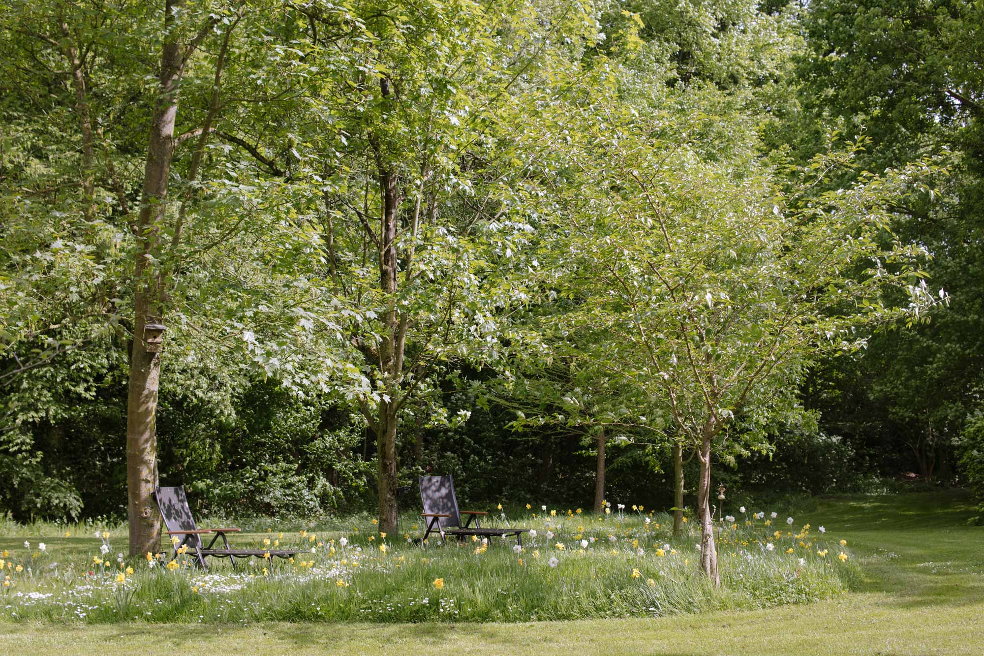 Homann-Landschaften-Garten--und-Landschaftsarchitektur-wiesenfeld-naturalistic-planting-design-tulipa-narzissus-rasenflaeche-gartengestaltung-natuerlich