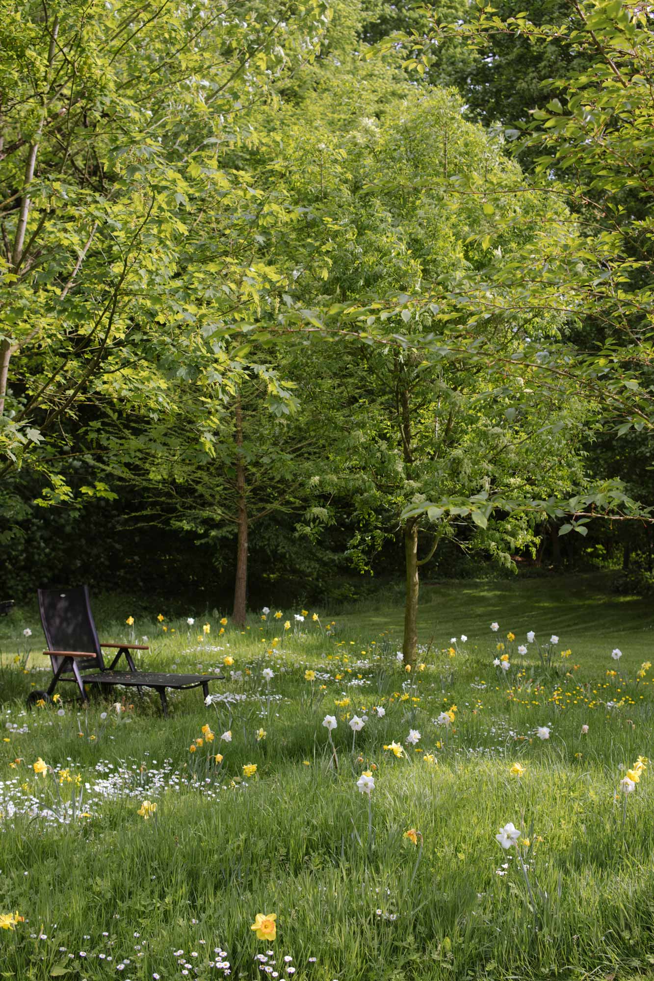 Homann-Landschaften-Garten--und-Landschaftsarchitektur-wiese-fruehling-blumenwziebeln-bepflanzungsplanung