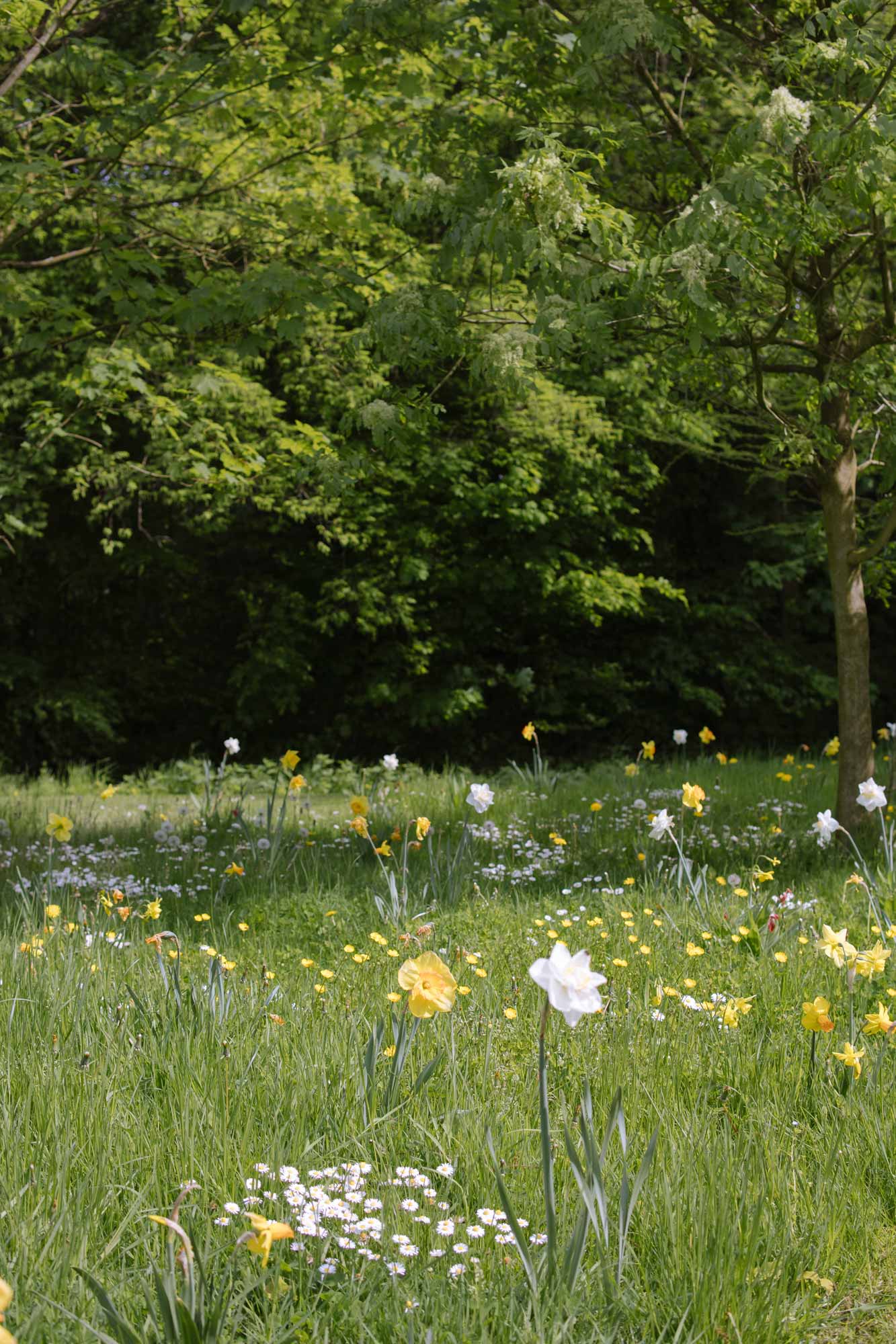 Homann-Landschaften-Garten--und-Landschaftsarchitektur-narzissus-gartengestaltung-thalia