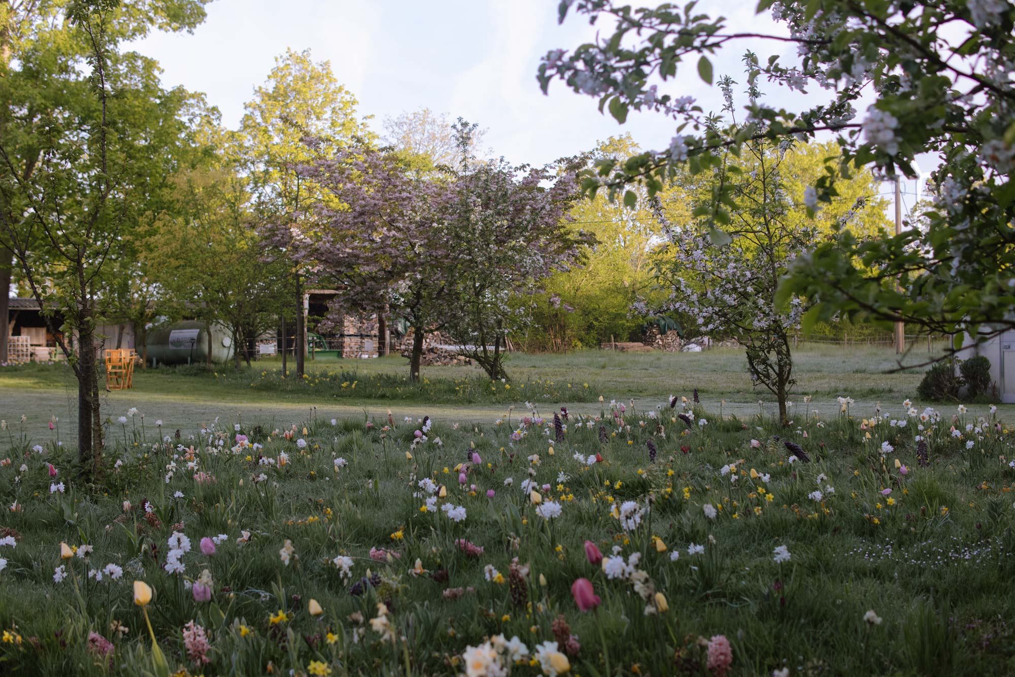 Homann-Landschaften-Garten--und-Landschaftsarchitektur-fruehling-garten-farbenspiel-wiese
