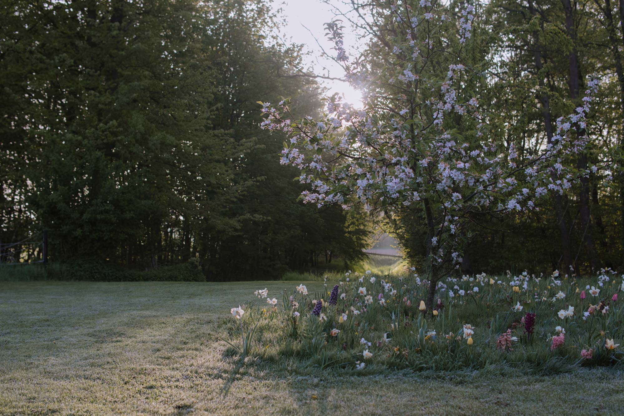 Homann-Landschaften-Garten--und-Landschaftsarchitektur-322-apfelbluete-obstwiese-blumenwiebeln