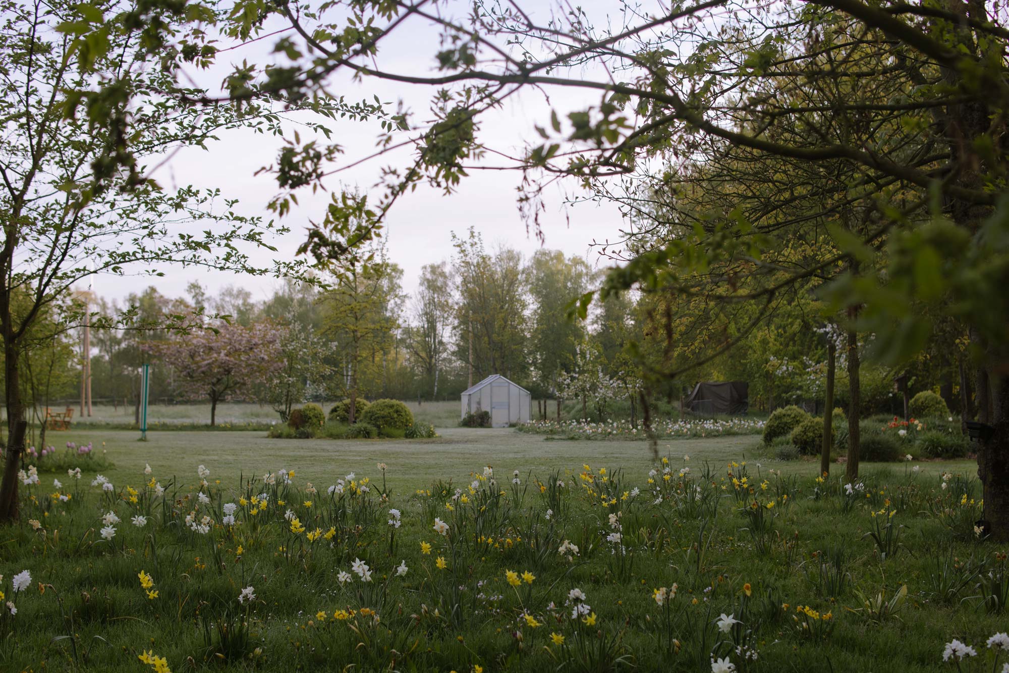 Homann-Landschaften-Garten--und-Landschaftsarchitektur-landschaftsgestaltung-garten-hof-gewaechshaus-blumenzwiebeln-fruehling-wiese