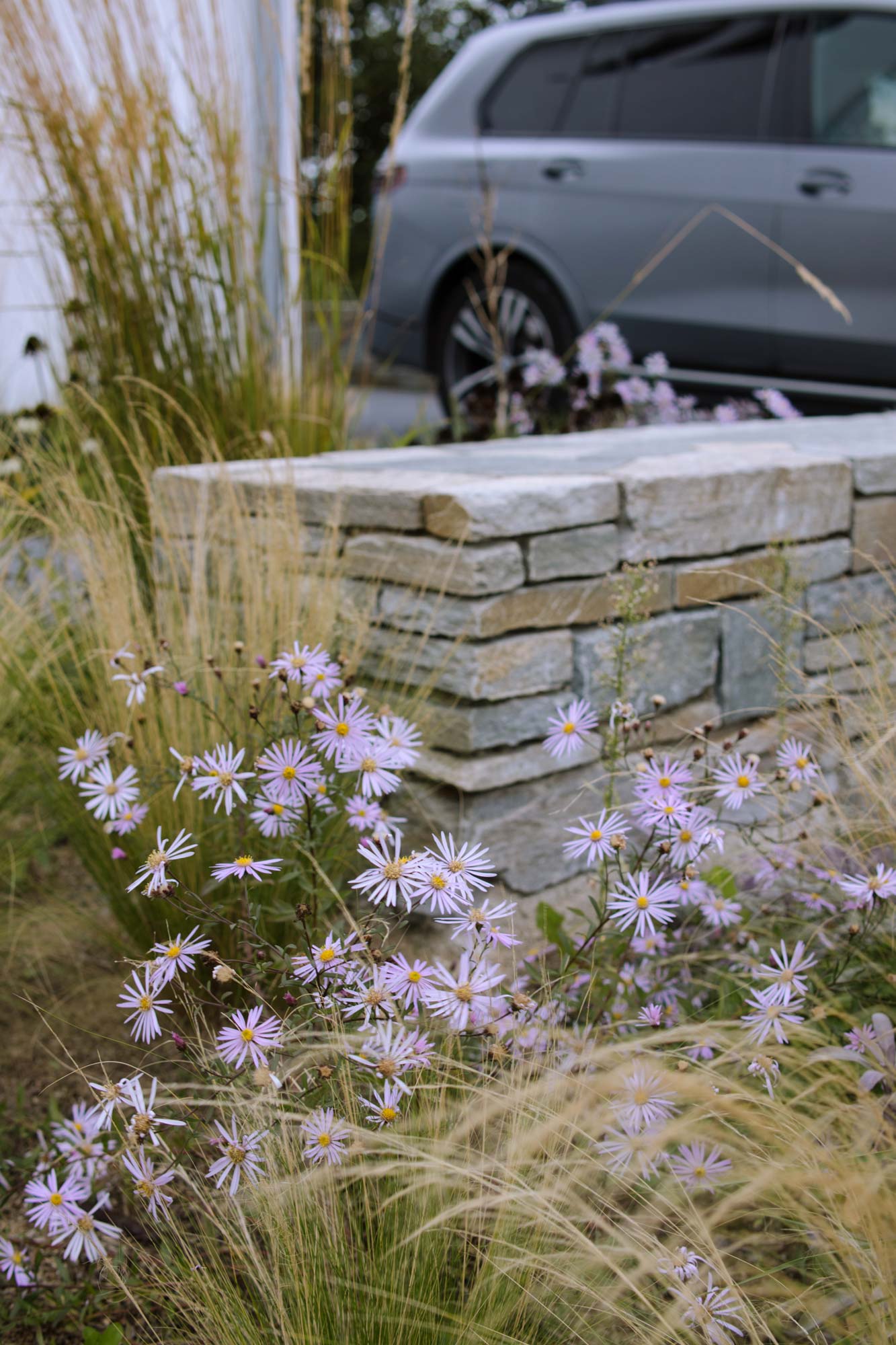 Homann Landschaften Garten  und Landschaftsarchitektur 121 sommeraster natursteinmauer stipa calamagrostis