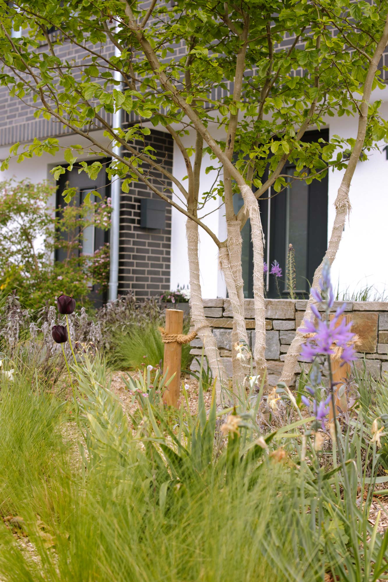 Homann-Landschaften-Garten--und-Landschaftsarchitektur-parrotia-eisenholzbaum-pflanzung-stipa-tulipa-stipa-schirmform