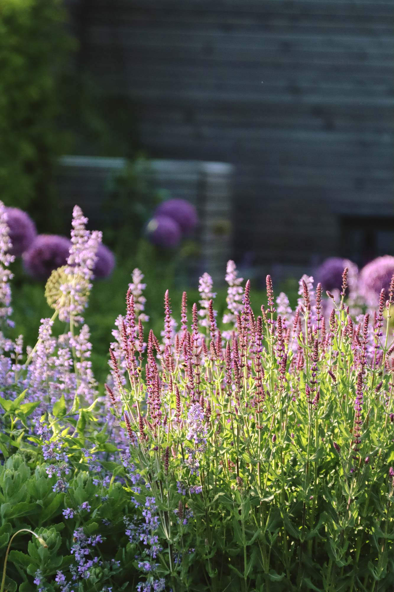 Homann Landschaften Garten  und Landschaftsarchitektur Vielfalt im Kontrast Fruehsommeraspekt staudenpflanzung nepeta salvia allium sesleria
